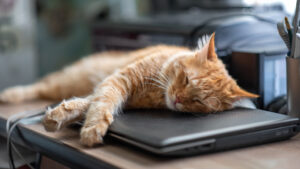 Despiden a un hombre por tomar baja laboral tras la muerte de su gato, pero un tribunal lo respalda