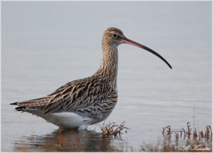 En 2025 se extinguen 44 especies alerta la Unión Internacional para la Conservación de la Naturaleza (UICN)