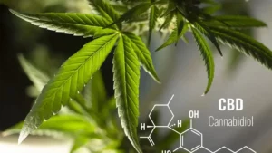 Estudio sugiere que el cannabidiol podría ayudar a tratar efectos del alcohol fetal