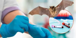 Virus Nipah: Lo que necesitas saber sobre esta amenaza silenciosa