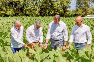 Exportaciones de tabaco de RD se incrementan más de 1,000 millones de pesos en 2025