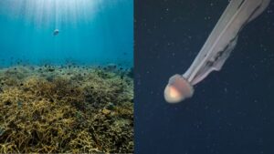 ¡Nunca antes visto! Descubren gigantesca medusa fantasma en las profundidades del océano