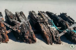 Tras 136 años aparece en Island Beach una estructura de madera del naufragio de 1890