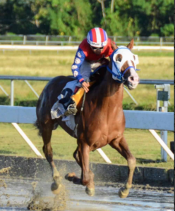 Grace From Above vuelve al Hipódromo Quinto Centenario con nueve triunfos seguidos