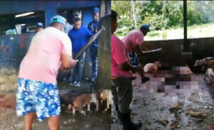 Sacrificio cruel de cerdos en Nagua genera repudio de Fedda