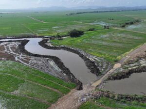 Impacto positivo del dragado del drenaje Pontón en la producción arrocera de Angelina