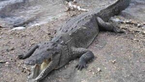 Cocodrilo de Puerto Plata se convierte en turista y acaba siendo "capturado" tras su aventura en la playa