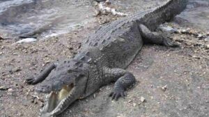 Defensa Civil activa protocolo tras escape de cocodrilo americano en Puerto Plata