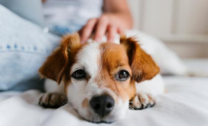 Brasil legaliza la custodia compartida de mascotas para evitar disputas