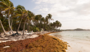 Refuerzan medidas ante nueva oleada de sargazo para proteger generación eléctrica