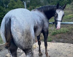 Descarga eléctrica provoca la muerte de yegua valorada en US$15,000 en Sabana Grande de Boyá