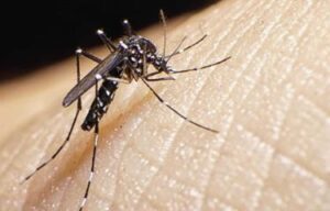 Salud reporta 71 contagios de dengue en lo que va del año