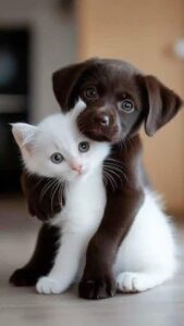 Ley dominicana establece prisión y multas por abandono y maltrato animal