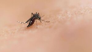 México desarrolla herramienta con IA para detectar dengue ante aumento de casos