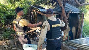 DNCD desmantela varios puntos de drogas en parcelas de Azua