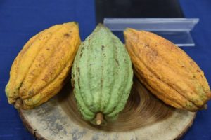 Agricultura activa protocolo para cumplir normas europeas del cacao