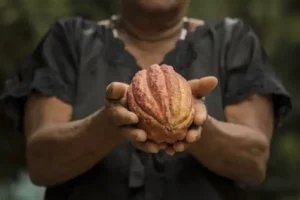 El cacao dominicano gana terreno en Bélgica con avances hacia su denominación de origen