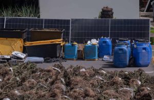 Incautan mayor plantación de marihuana del país en Ocoa