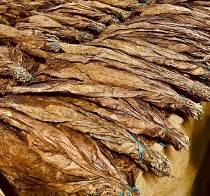 República Dominicana registró crecimiento en exportaciones de tabaco durante 2025