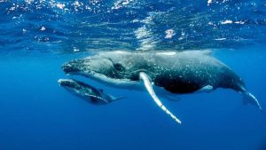 Islandia reactiva la caza de ballenas tras dos años de pausa