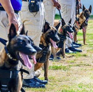 AERODOM entrega 18 perros K9 para reforzar la seguridad aeroportuaria