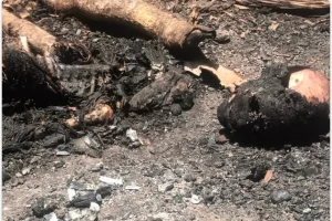 Hallan restos humanos carbonizados en Dajabón