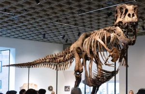 Un esqueleto de T. Rex se vende por un récord de 50,1 millones de dólares en subasta en Nueva York