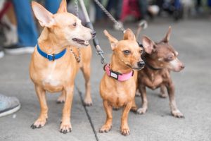 Alcaldía del DN impulsa jornada de esterilización animal