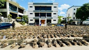 Tribunal de Ocoa ordena liberar a tres hombres detenidos por plantación de marihuana en El Pinar